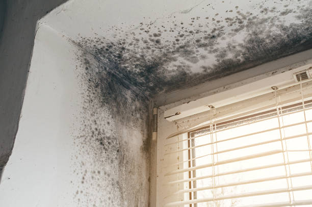 Trusted Commercial Mold Remediation service in Garden City, GA - Cheap Mold Removal